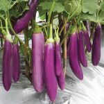 Resep Masak Terong Ungu